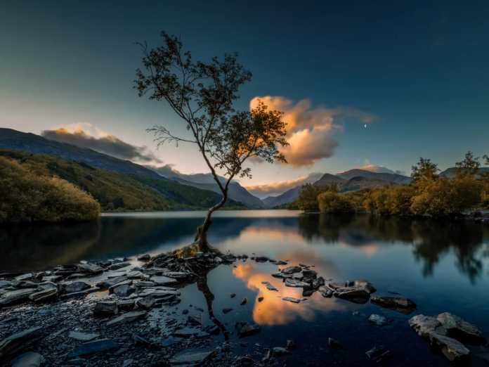 Baum am Wasser