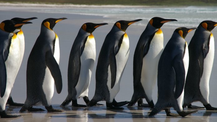 Linux from Scratch 8.0: Neues Major Release der LFS-Anleitungen