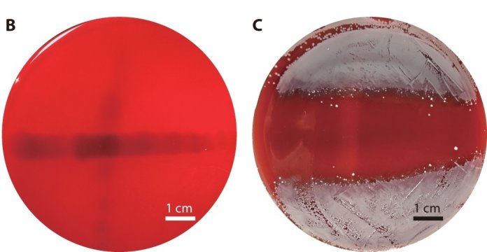 Zwei runde Schalen, gefüllt mit rotem Nährboden. Auf der linken ist in der Mitte ein schwach dunkler Streifen zu erkennen. Auf der rechten wachsen um den Streifen herum weiße Bakterienkolonien.