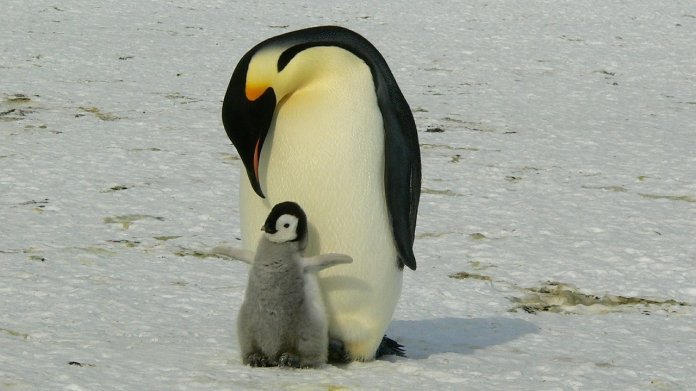 Jetzt patchen: Linux-Kernel anfällig für Denial-of-Service-Angriffe