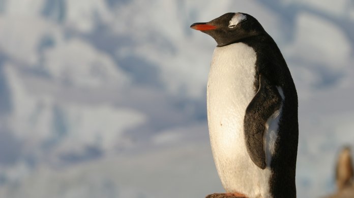 System Down: Drei Uralt-Lücken in Systemd vereinfachen Linux-Angriffe