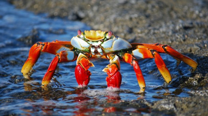 Erste Dynamit-Phishing Welle des Jahres: Trojaner GandCrab ist zurück