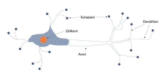 Schematische Darstellung einer biologischen Nervenzelle, wie sie im menschlichen Gehirn vorkommt (Abb. 1)