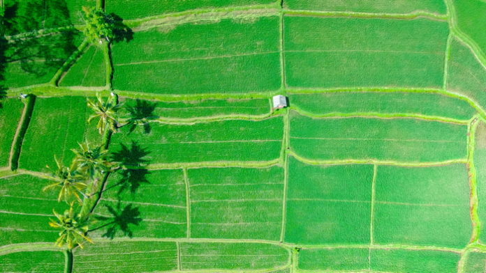Wie sich Nahrungsmittelknappheit trotz Klimawandel bekämpfen lässt