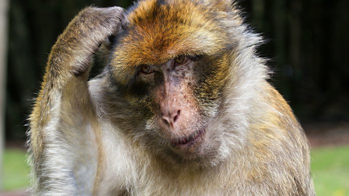 Affe beim Nachdenken