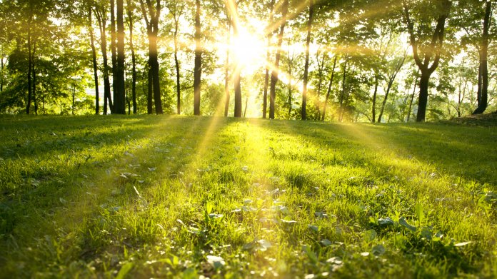 Frühling, Sonne, Wald