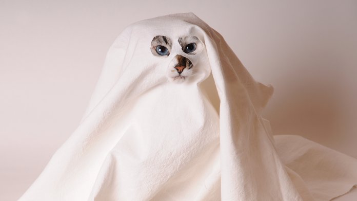 Jetzt updaten: Lücke "Ghostcat" in allen Apache-Tomcat-Versionen seit 6.0