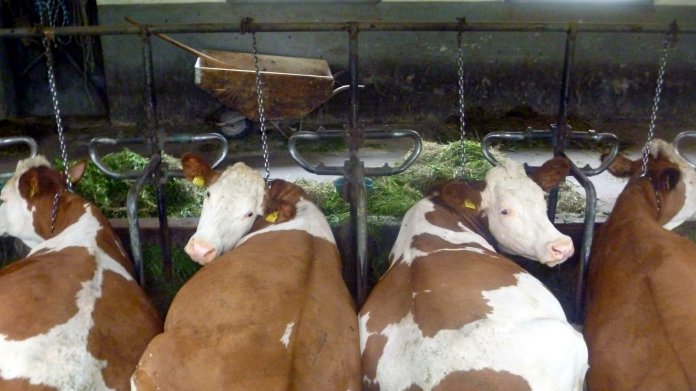 Kühe in einem Stall