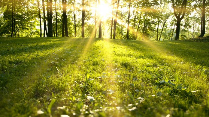 Frühling, Sonne, Wald