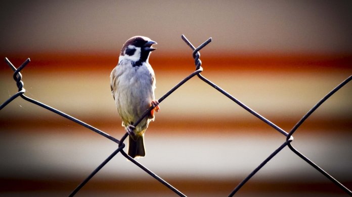 Spatz, Freiheit