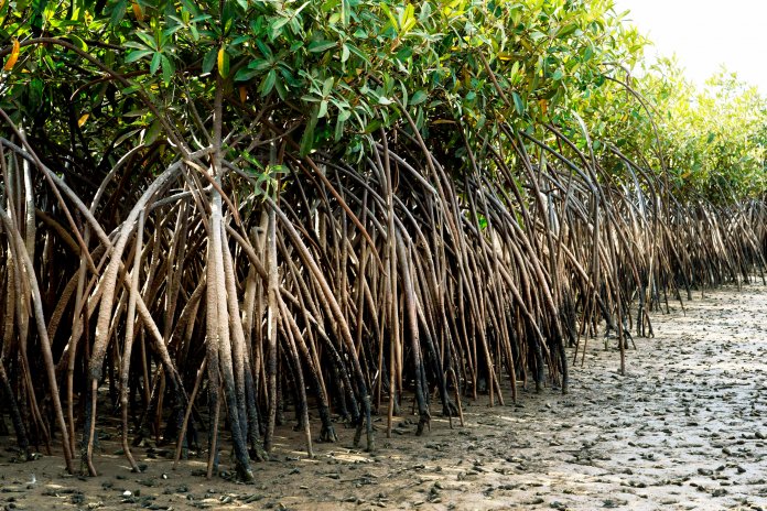 Mangroven beherbergen in ihrem Wurzelwerk einen großen Artenreichtum an Vögeln, Reptilien, Fischen, Bienen oder Krebstieren., Martin Egbert