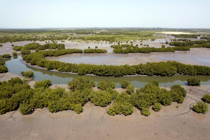 Ein weitläufiger Blick auf Mangrovenwälder: Allein der Senegal hat in den vergangenen 50 Jahren etwa 40 Prozent seiner Mangroven verloren., Fotos: Martin Egbert