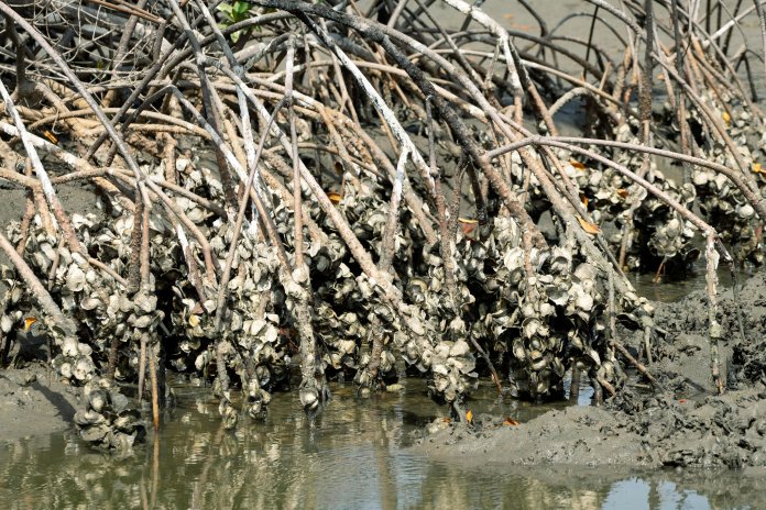 Austern setzen sich am Wurzelgeflecht der Mangroven fest und dienen der heimischen Bevölkerung als Nahrungsquelle., Martin Egbert