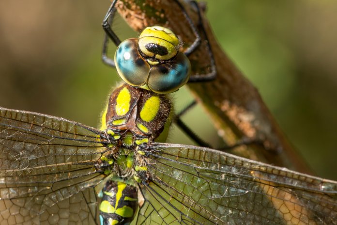 Es erfordert zwar etwas Geduld, bis eine Libelle sich so nah ablichten lässt, belohnt Sie aber auch mit faszinierenden Einblicken.Canon EOS 70D  100 mm  ISO 200  f/8.0  1/60 s, 