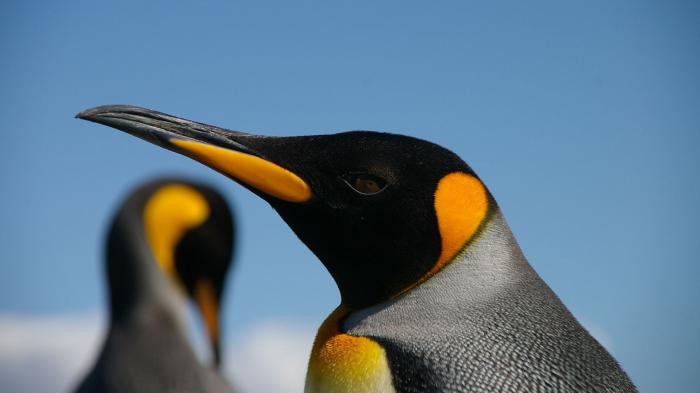 Qemu 2.7: Mit Docker und neuen ARM-Board
