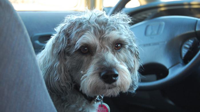 Kleiner Hund am Volant