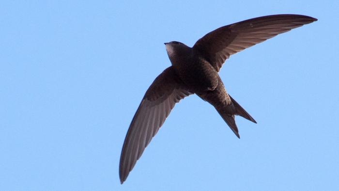 Programmiersprache Swift: Kleineres Update für Anfang 2017 geplant