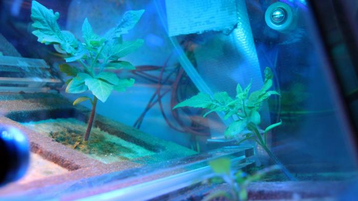 Weltraum-Tomaten: Forscher testen Zucht für Astronauten
