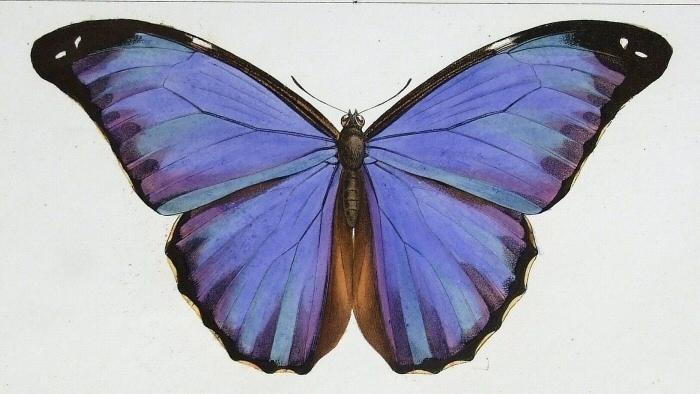 Ein Standard für die Alternative: Vim 8.0 für MorphOS erschienen