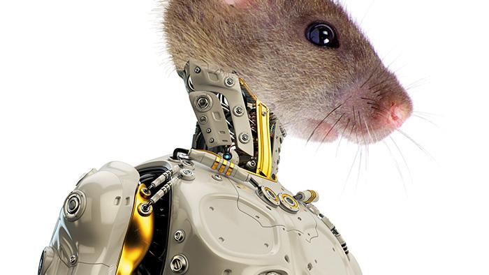 Ferngesteuerte Tiere mit neuen Sinnen