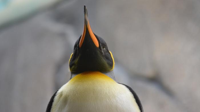 systemd fürs Administratoren-Linux: Grml 2017.05 freigegeben