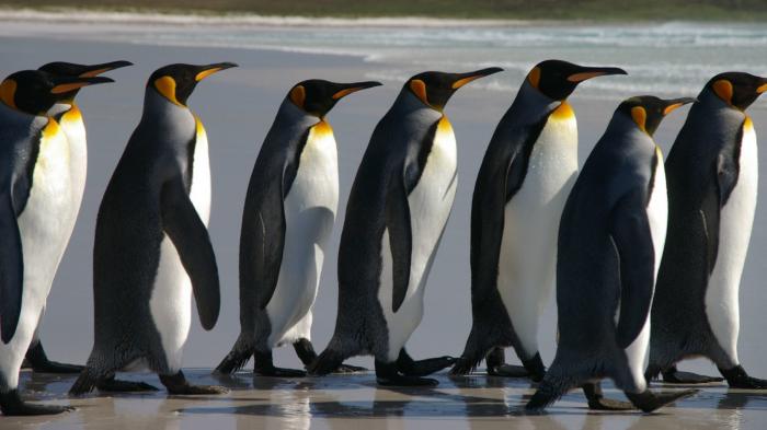 Studie: Open Source immer beliebter, Schwächen beim Management