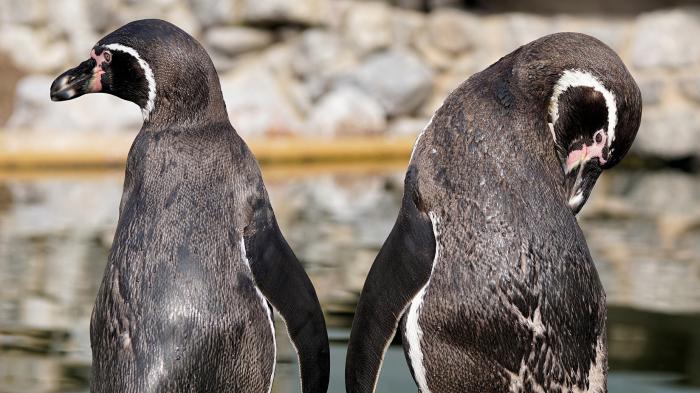 Linux-Distributionen im Vergleich: Debian 9 oder Devuan?