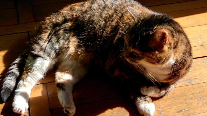 Frau Mahlzahn, Katze, Schönheit