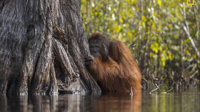 National Geographic wählt Naturfotografen des Jahres