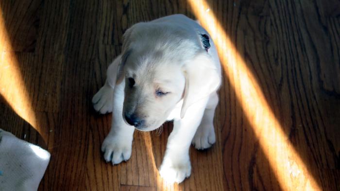 Weißer Labrador-Welpe