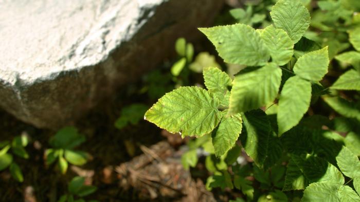 Next-Gen-Grafikdemo: Fotorealistischer Unreal-Engine-Wald mit Farnen und Felsen