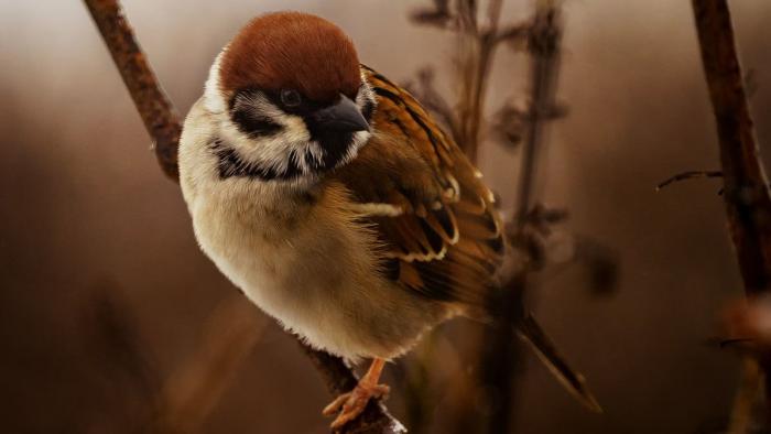 Natur- und natürliche Schauspiele -- die Bilder der Woche (KW 10)