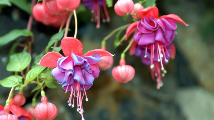 "Fuchsia ist kein Linux": Google veröffentlicht Dokumentation zu neuem OS