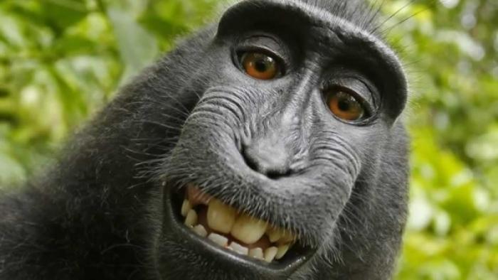 US-Urteil: Affe Naruto hat kein Copyright