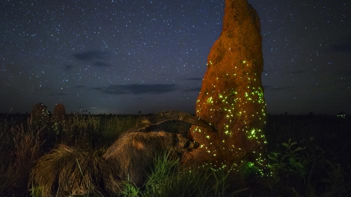Wildlife Photographer oft he Year: Jury disqualifiziert Siegerbild