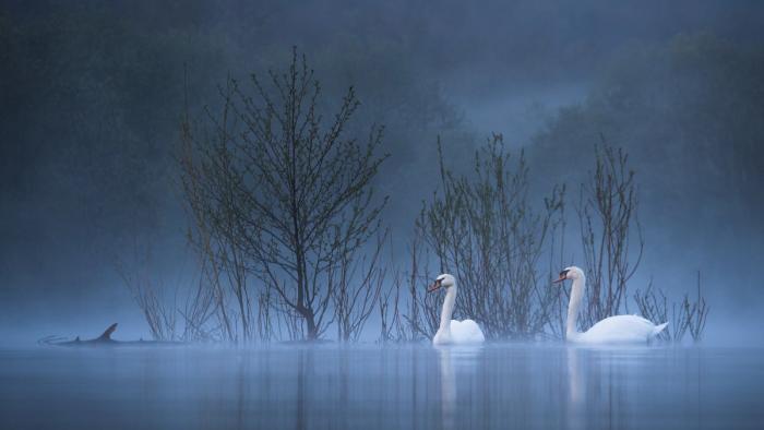 Schwäne im Morgennebel
