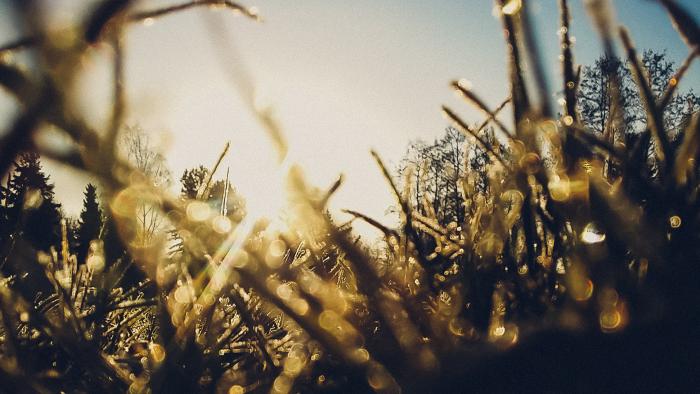 Kurz-Tipp Smartphone-Fotografie: Frühlingsfotos mit ohne Bokeh