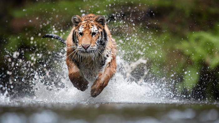 Tiger, Katze