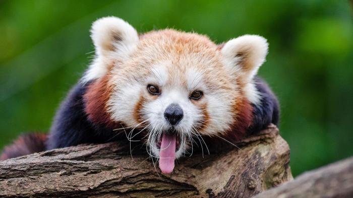 Britische Internetprovider nominieren Mozilla als "Internet-Bösewicht"