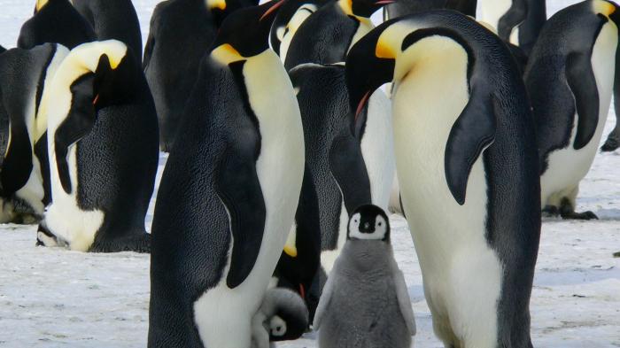 Aufmacherbild Linux-Kernel-Patches gegen Abhängigkeitshölle