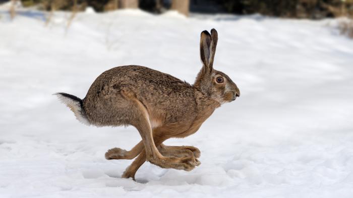 Hare,Running,In,The,Winter,Forest