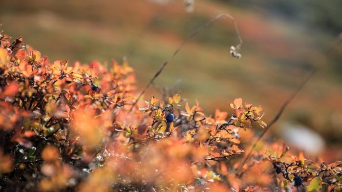 Blaubeeren, Herbst, Hügel