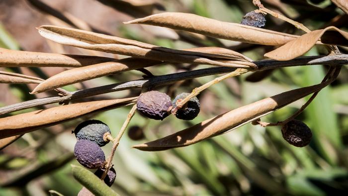 "Xylella fastidiosa"-infizierte Oliven