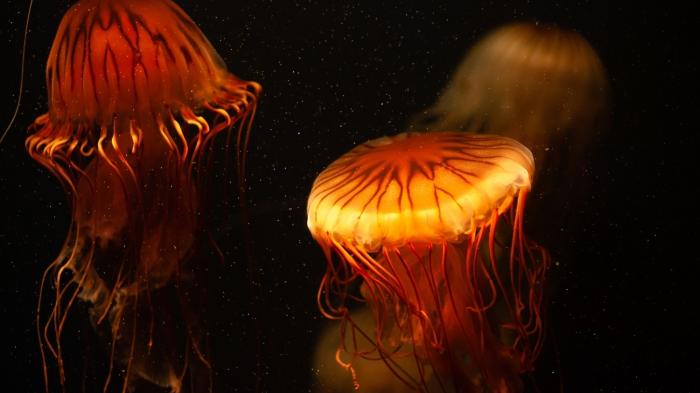 Zwei Leuchtende Quallen in dunklem Wasser
