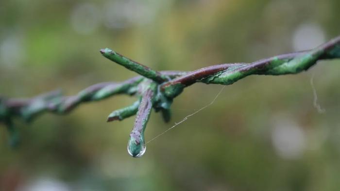 Stacheldraht