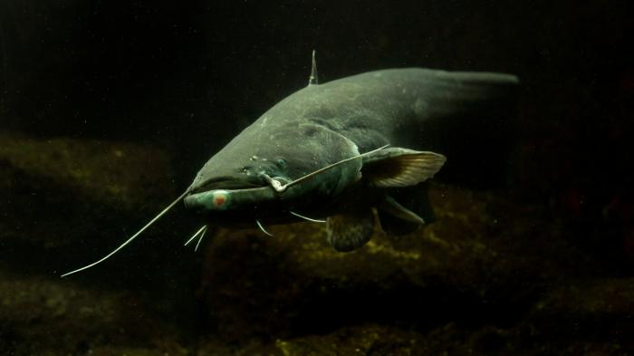 Ein Wels (Silurus glanis) schwimmt im Brombachsee - noch.