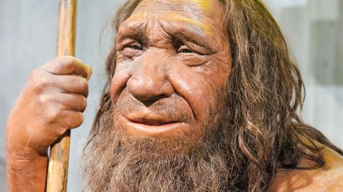 Figur eines Neanderthalers in einem Museum.