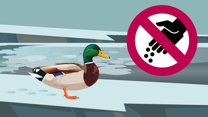 Erpel an verschneitem Teich und Zeichen 
