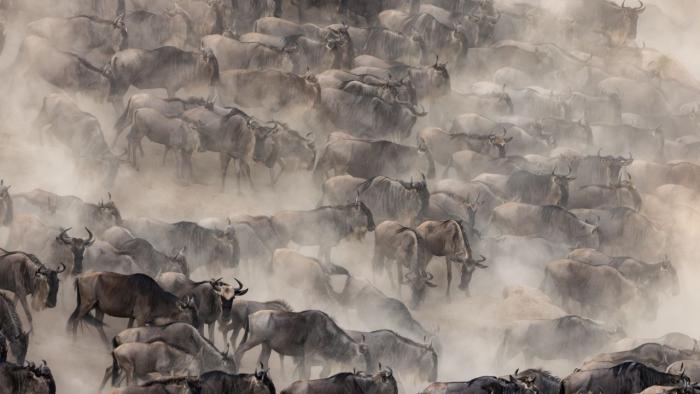 Eine Herde Gnus in Staubwolken