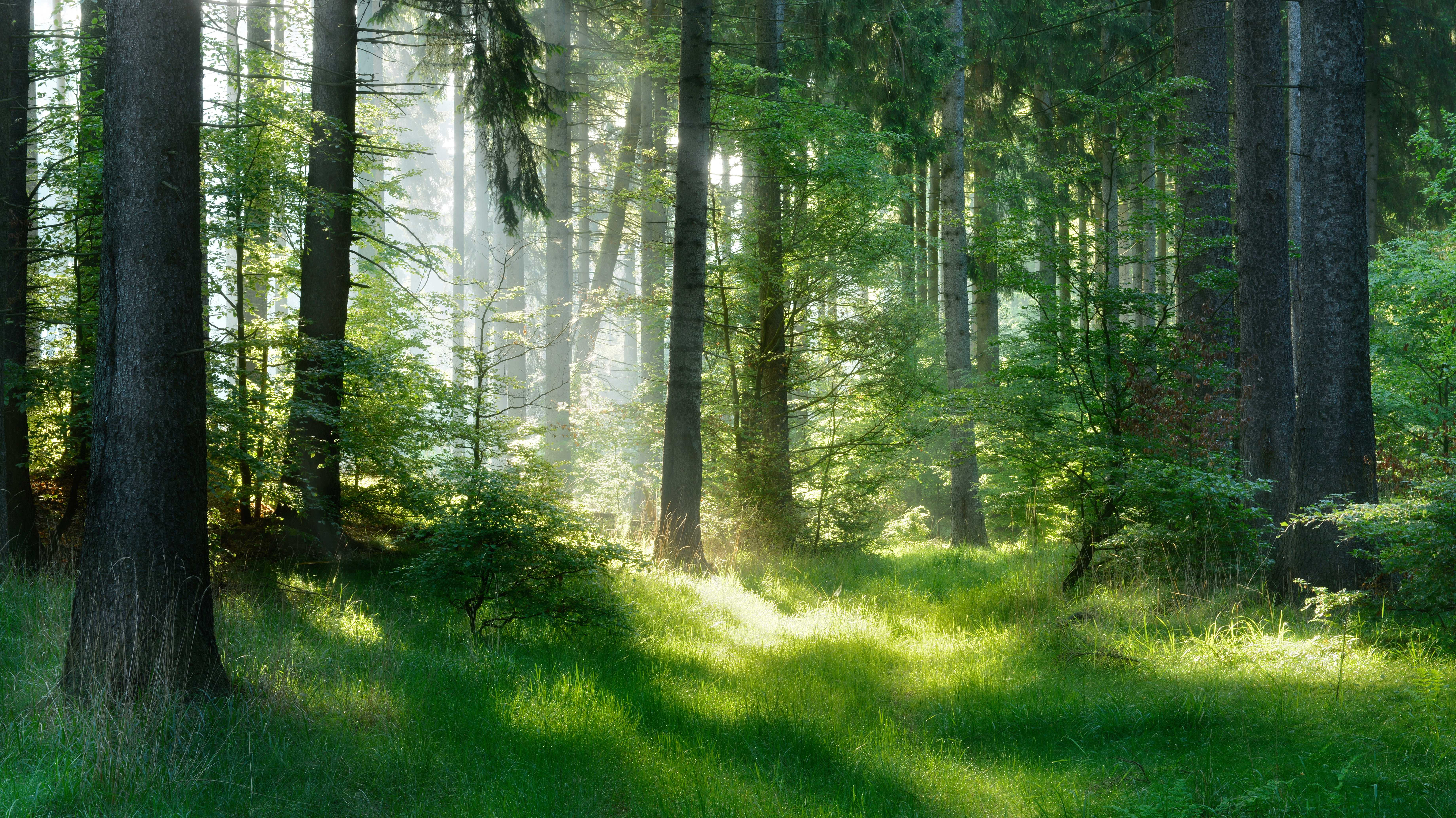 Naturwald der Bäume, Sonnenbäume durch Nebel schaffen mystische Atmosphäre